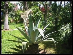 Palmy, Ogród, Egzotyczny, Agawa